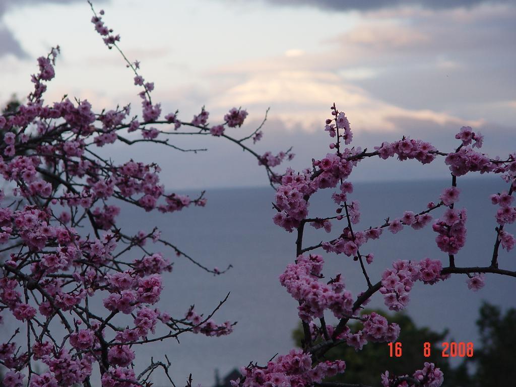 Cabanas El Bosque Patagonico ฟรูติญาร์ ห้อง รูปภาพ